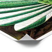 エルンストヘイケルアートフォームオブ自然プリント ポスター (角)