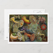 エルンストヘイケルシーアネモネス ポストカード (正面/裏面)