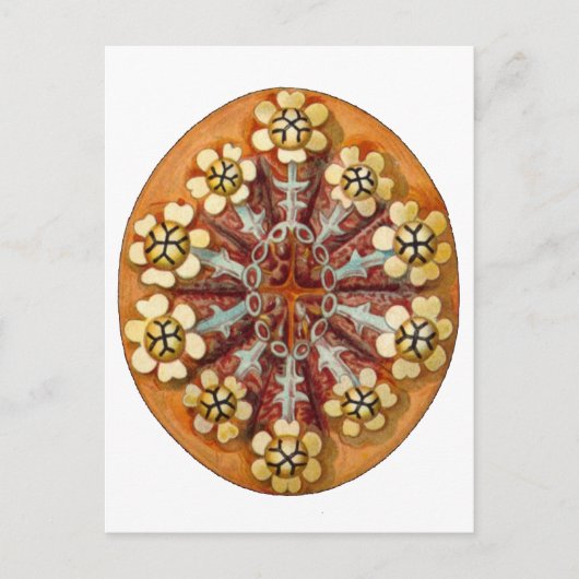 エルンストヘイケルファインアート ポストカード (正面)