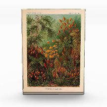 エルンストヘイケルムシナヴィンテージイラストレーション