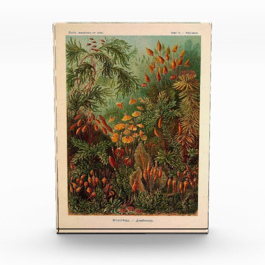 エルンストヘイケルムシナヴィンテージイラストレーション フォトブロック (正面)