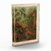 エルンストヘイケルムシナヴィンテージイラストレーション フォトブロック (左)