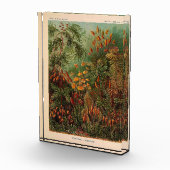 エルンストヘイケルムシナヴィンテージイラストレーション フォトブロック (右)