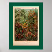 エルンストヘイケルムシナヴィンテージイラストレーション ポスター (正面)