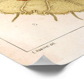 エルンストヘイケル海洋生物海クラゲアートプリント ポスター (角)