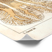 エルンストヘイケル海洋生物海クラゲアートプリント ポスター (角)