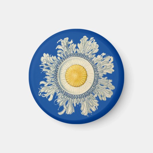 エルンストヘイケル マグネット (正面)