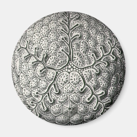 エルンストヘイケル マグネット (正面)