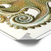 エルンストヘッケルアートプリント：ガモチョニア ポスター (角)