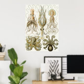 エルンストヘッケルアートプリント：ガモチョニア ポスター (ホームオフィス)