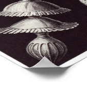 エルンストヘッケルアートプリント:タラモホラ ポスター (角)