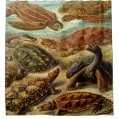 エルンストヘッケルアートプリント：チェロニア シャワーカーテン (正面)