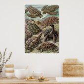 エルンストヘッケルアートプリント:チェロニア ポスター (キッチン)