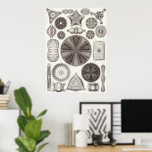 エルンストヘッケルアートプリント:ディアトメーア ポスター (ホームオフィス)