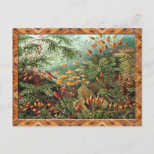 エルンストヘッケルアートプリント:ムッシーネ ポストカード (正面)