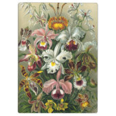 エルンストヘッケルオーランズ、ヴィンテージ熱帯雨林の花 クリップボード (裏面)