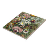 エルンストヘッケルオーランズ、ヴィンテージ熱帯雨林の花 タイル (側面)