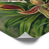 エルンストヘッケルオーランズ、ヴィンテージ熱帯雨林の花 ポスター (角)