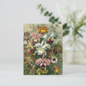 エルンストヘッケルオーランズ、ヴィンテージ熱帯雨林の花 ポストカード (スタンド正面)