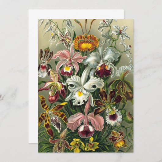 エルンストヘッケルオーランズ、ヴィンテージ熱帯雨林の花 招待状 (正面/裏面)