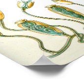 エルンストヘッケルカンパナリアエ ポスター (角)