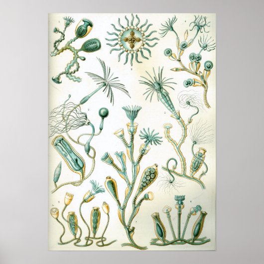 エルンストヘッケルカンパナリアエ ポスター (正面)