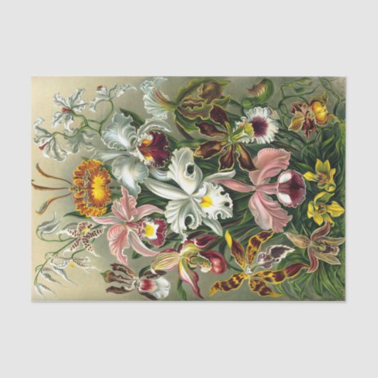 エルンストヘッケルズオーチャドセウス科ティッシュペーパー 薄葉紙 (正面)