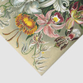 エルンストヘッケルズオーチャドセウス科ティッシュペーパー 薄葉紙 (詳細)