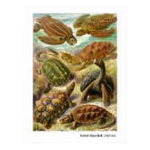 エルンストヘッケルチェロニア