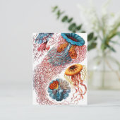 エルンストヘッケルディスコメダセクラゲ ポストカード (スタンド正面)