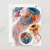 エルンストヘッケルディスコメダセクラゲ ポストカード (正面/裏面)