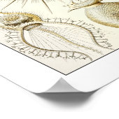 エルンストヘッケルパエオダリア ポスター (角)