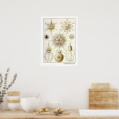 エルンストヘッケルパエオダリア ポスター (キッチン)