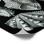 エルンストヘッケルビバルビアストライクブラック&ホワイト ポスター (角)