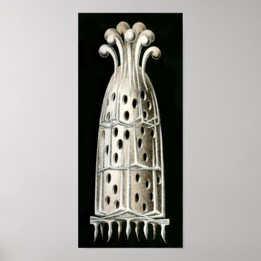 エルンストヘッケルファインアート ポスター (正面)