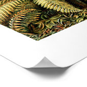 エルンストヘッケルフィリシナ ポスター (角)