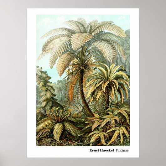 エルンストヘッケルフィリシナ ポスター (正面)