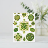 エルンストヘッケルメレタリア ポストカード (スタンド正面)