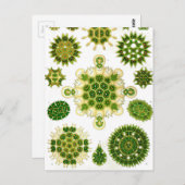 エルンストヘッケルメレタリア ポストカード (正面/裏面)