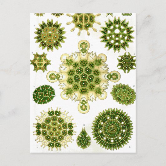 エルンストヘッケルメレタリア ポストカード (正面)