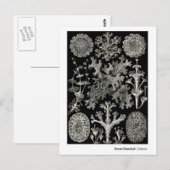 エルンストヘッケルリケネス ポストカード (正面/裏面)