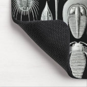 エルンストヘッケル – アスピドニア マウスパッド (コーナー)