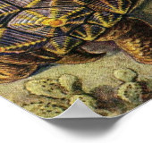 エルンストヘッケル – チェロニア ポスター (角)