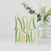 エルンストベナリーの豆の品種 ポストカード (スタンド正面)