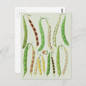 エルンストベナリーの豆の品種 ポストカード (正面/裏面)