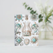 エルンスト・ハエッケル麻酔クラゲ！ ポストカード (スタンド正面)