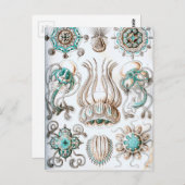 エルンスト・ハエッケル麻酔クラゲ！ ポストカード (正面/裏面)