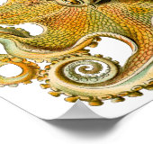 エルンスト・ヘイケルのタコヴィンテージアートポスター ポスター (角)