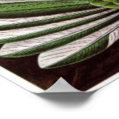 エルンスト・ヘイケルアートプリント：トロッチリア科 ポスター (角)