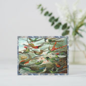 エルンスト・ヘイケルアートプリント：トロッチリア科 ポストカード (スタンド正面)